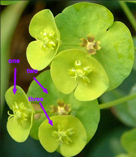 Woodspurge has three little cups, which you can see if you are close up